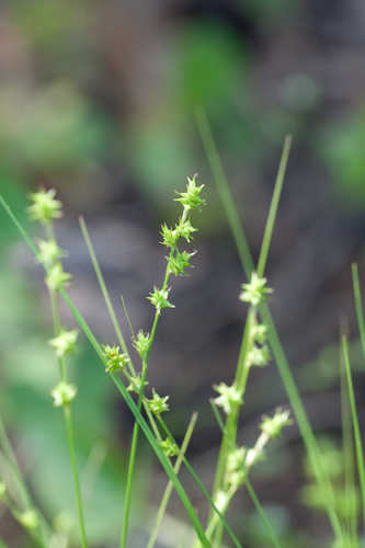 Carex atlantica ssp. capillacea #17